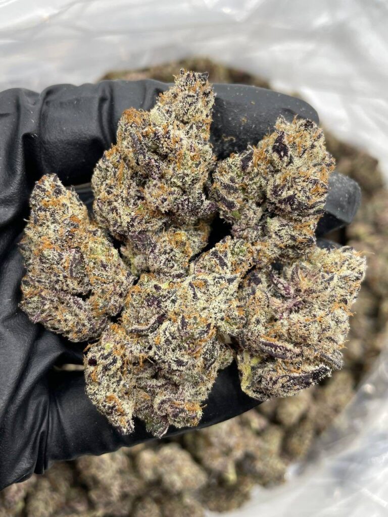 Biscotti Pancakes Strain