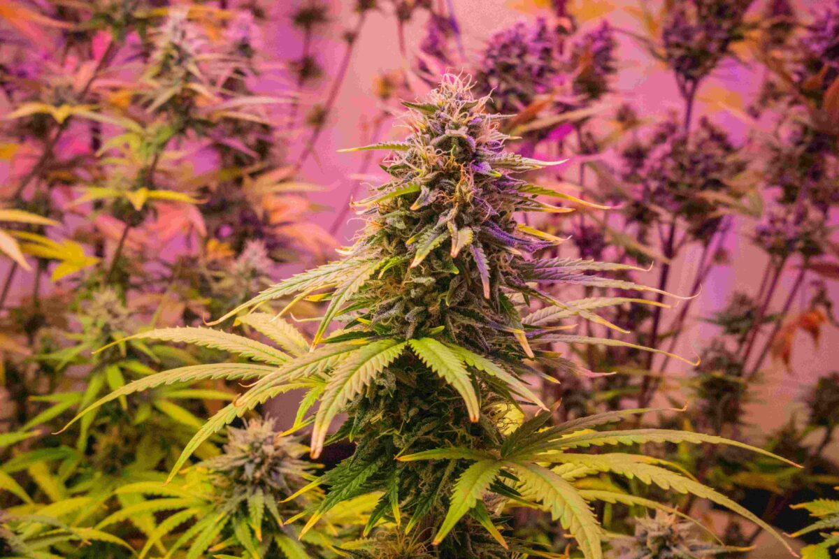 what is thca flower