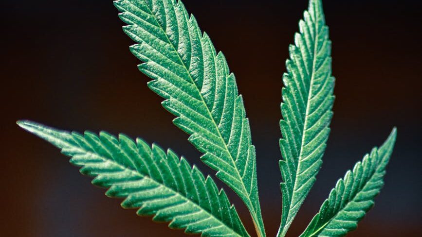 black runtz strain review