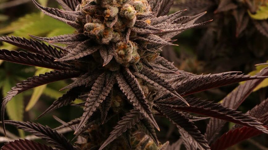 black runtz strain review