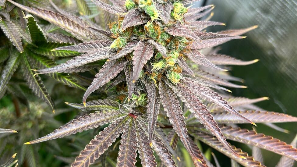 premium exotic flower