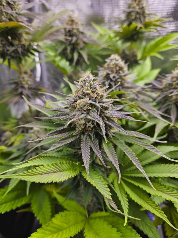 black runtz strain review