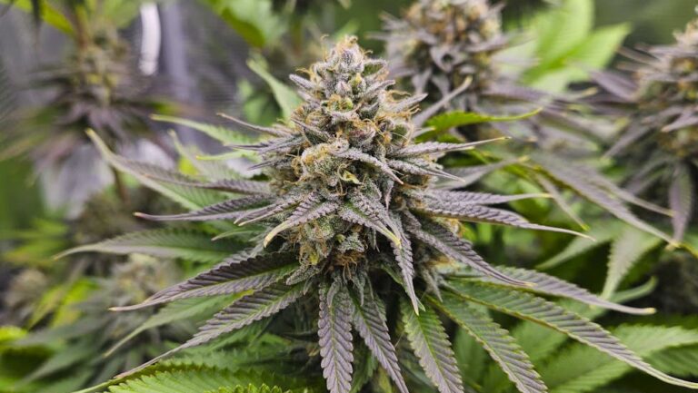 black runtz strain review